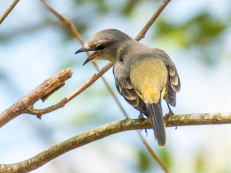 Minivet rosato, Foto 2