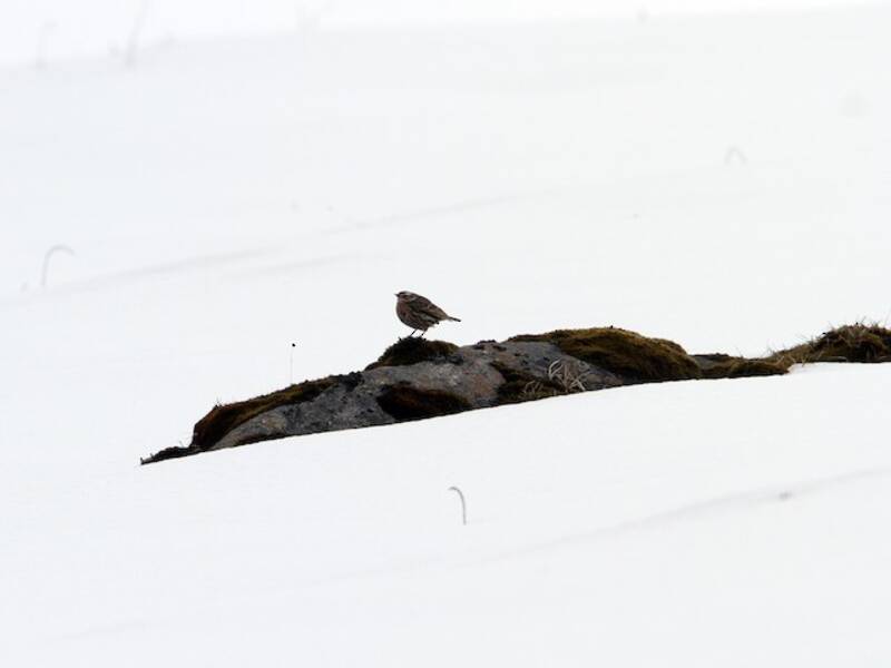 Rosy Pipit, 照片 4