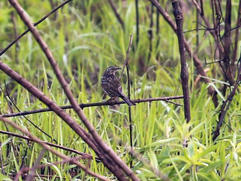 Rosy Pipit, 照片 3