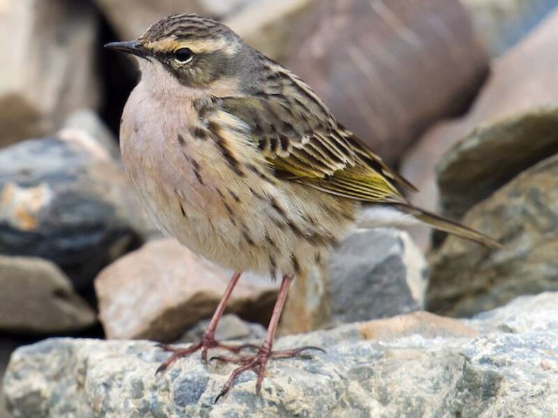 Rosy Pipit, 照片 2
