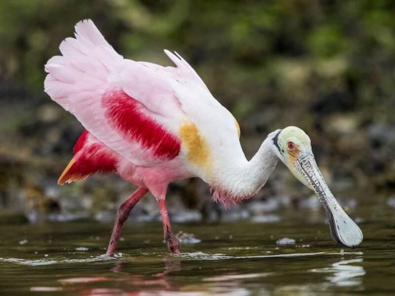 Roseate Spoonbill, Photos 3