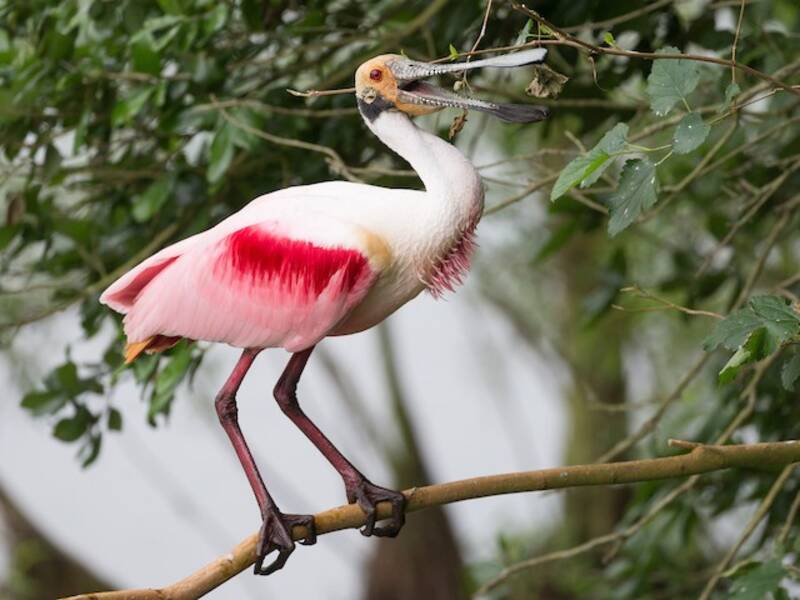 Roseate Spoonbill, Photos 4