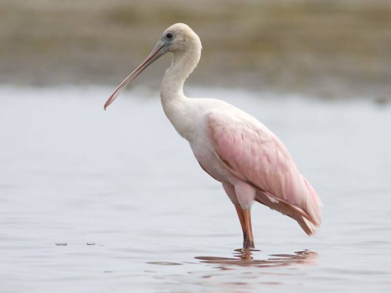 Roseate Spoonbill, Photos 2