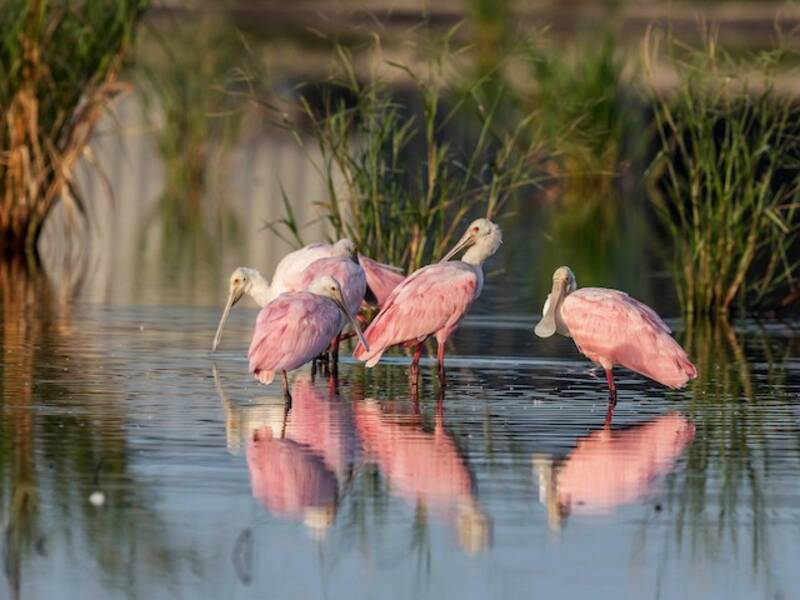 Roseate Spoonbill (Platalea ajaja)