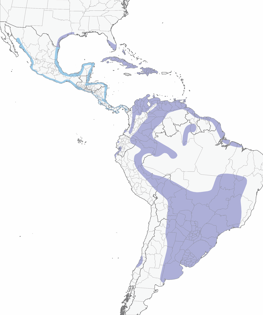Roseate Spoonbill, Distribution 1