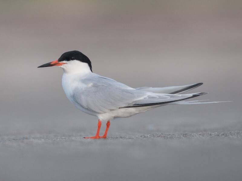 Roseate Tern, Photos 2