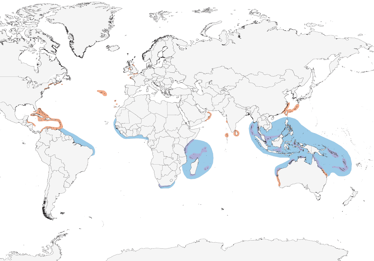 Roseate Tern, Distribution 1
