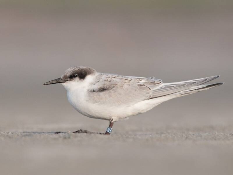 Roseate Tern, Photos 3