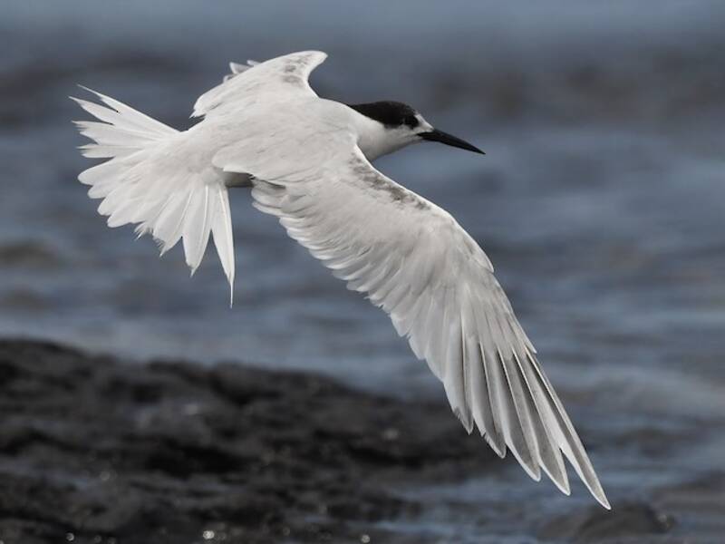 Roseate Tern (Sterna dougallii)