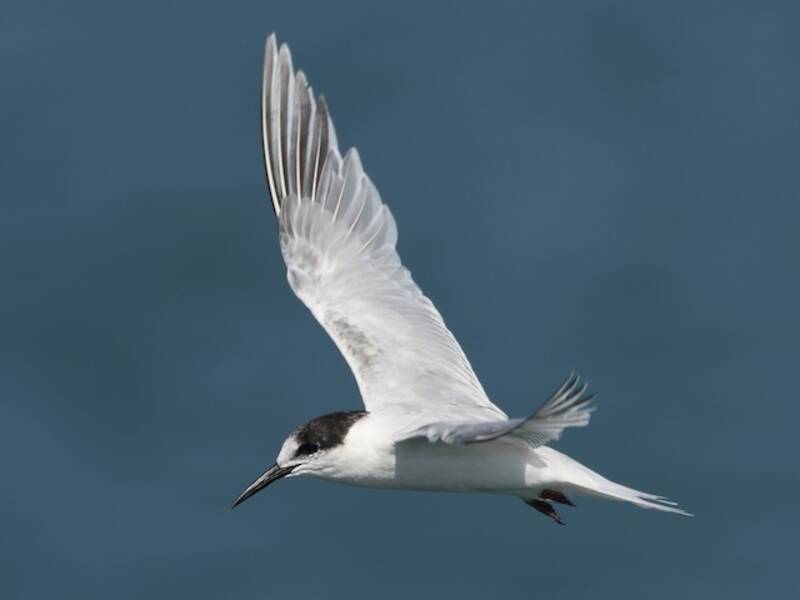 Roseate Tern, Photos 4