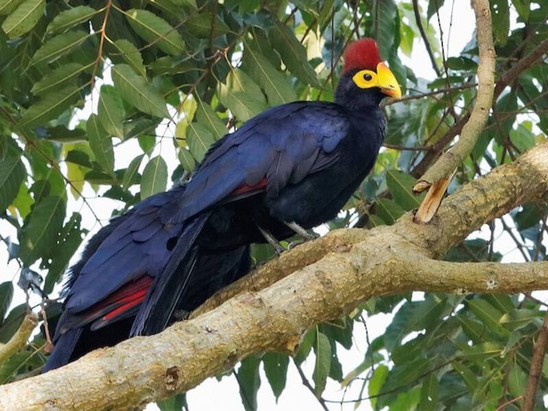 Turaco de Ross, Fotos 4