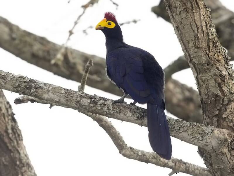 Turaco de Ross, Fotos 2
