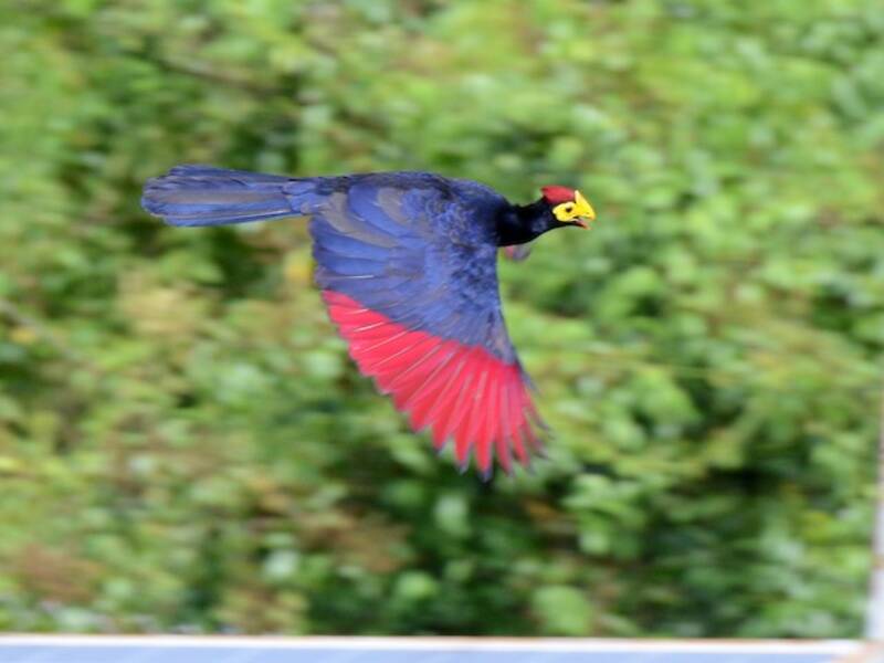 Turaco de Ross, Fotos 3