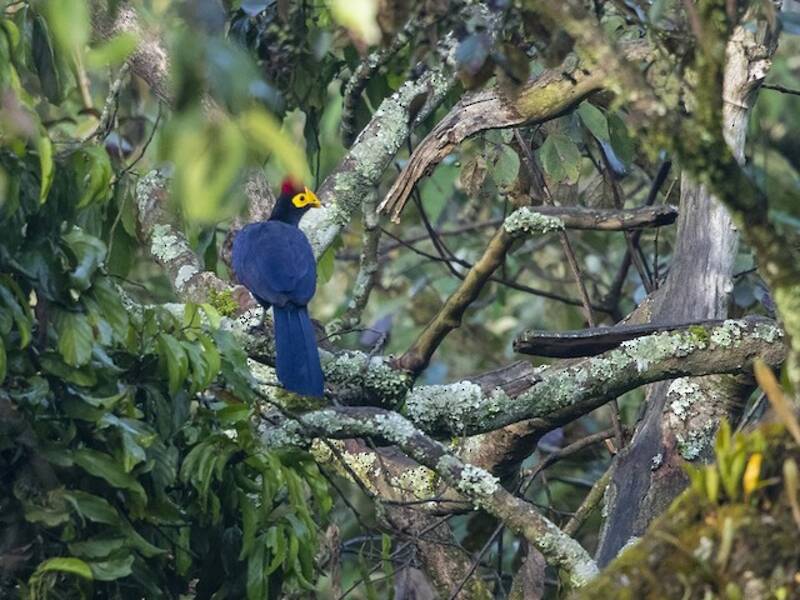 Ross's Turaco