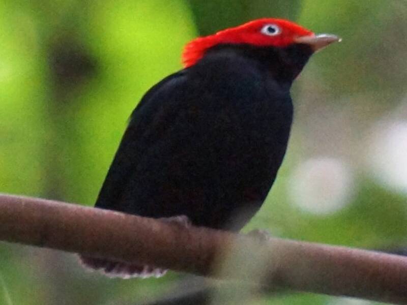 Round-tailed Manakin