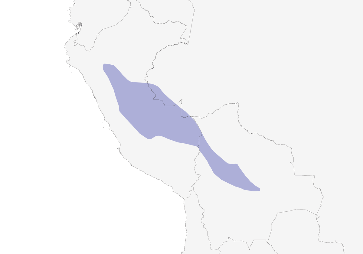 Saltarín Colirredondo, Distribución 1