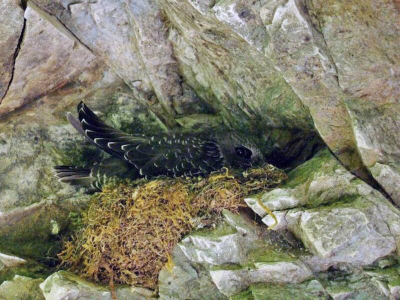 Rothschild's Swift