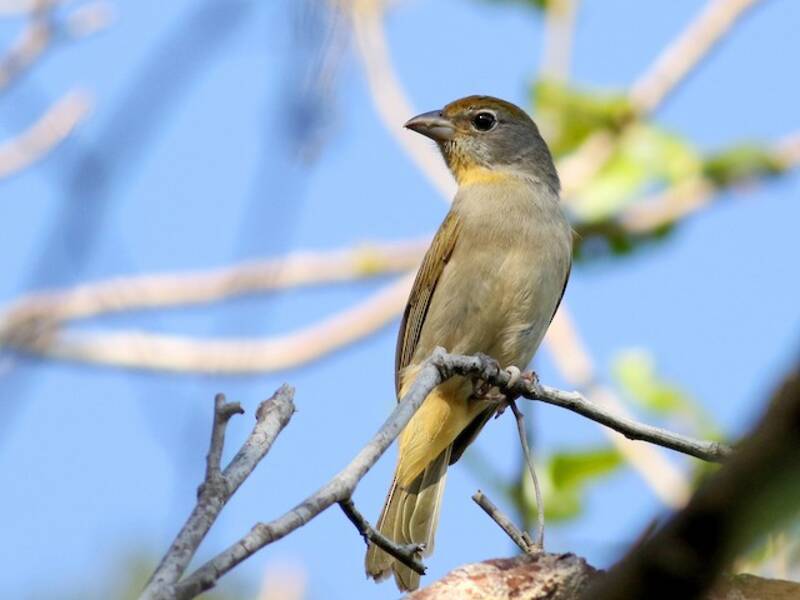 Tanagra golacremisi, Foto 2
