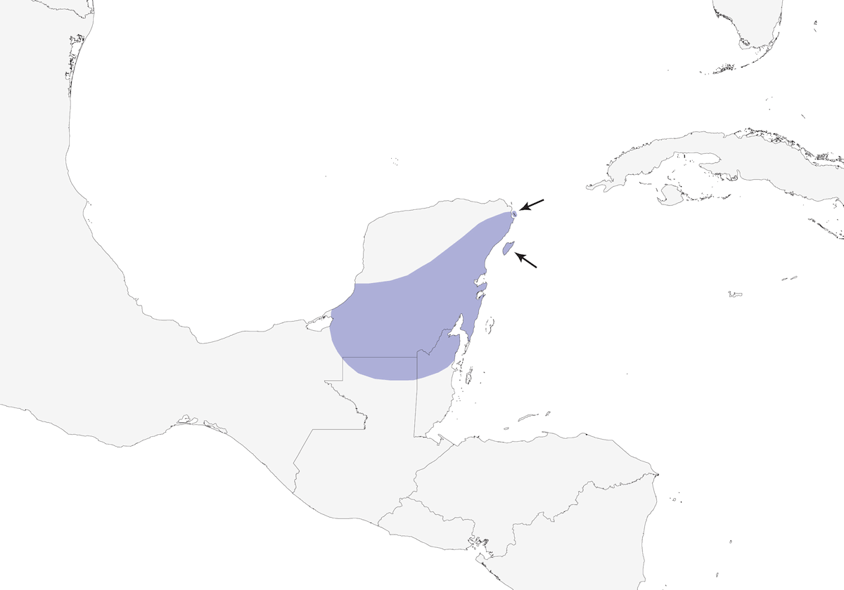 Tanagra golacremisi, Distribuzione 1