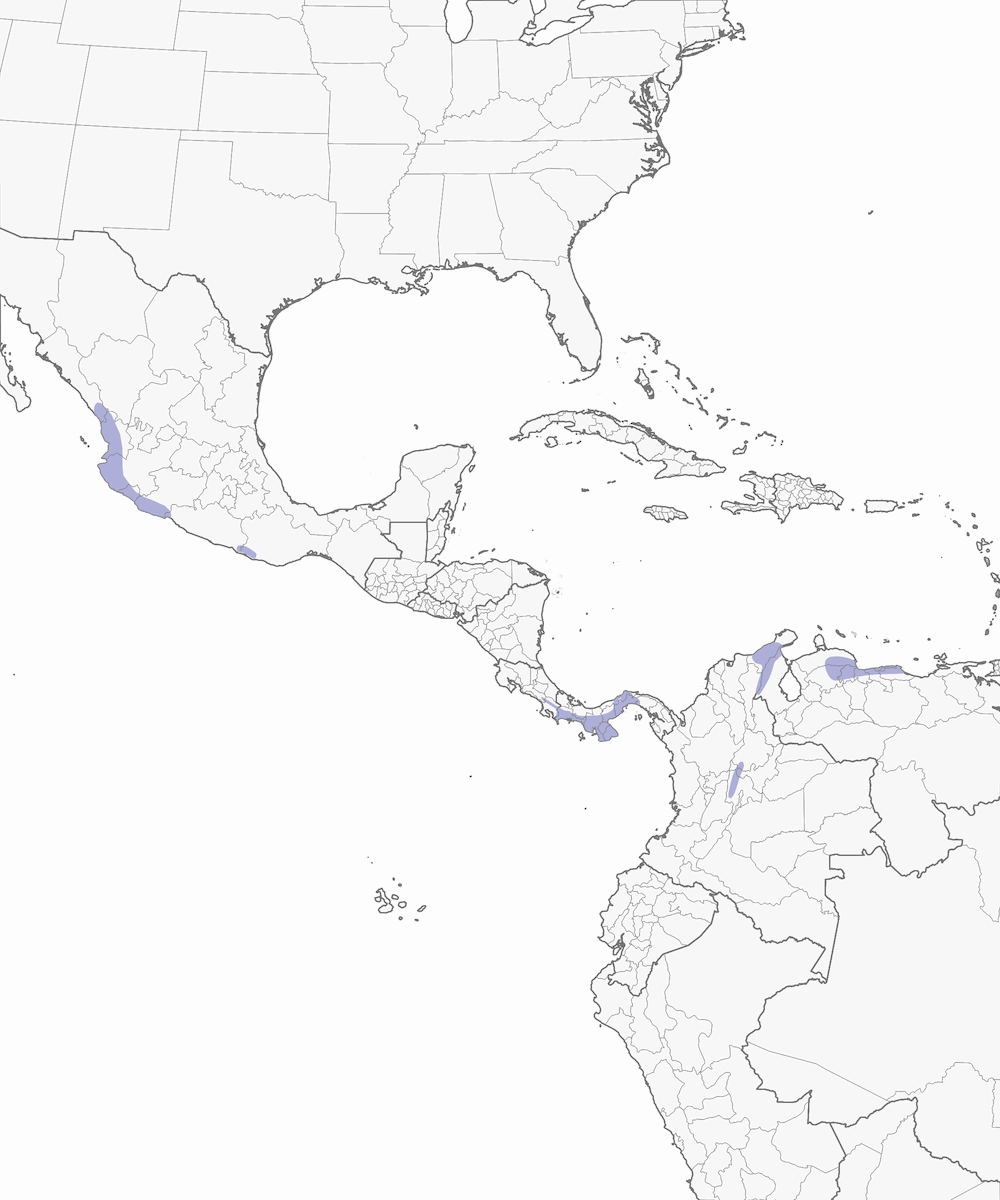 Rodinocicla rosata, Distribuzione 1