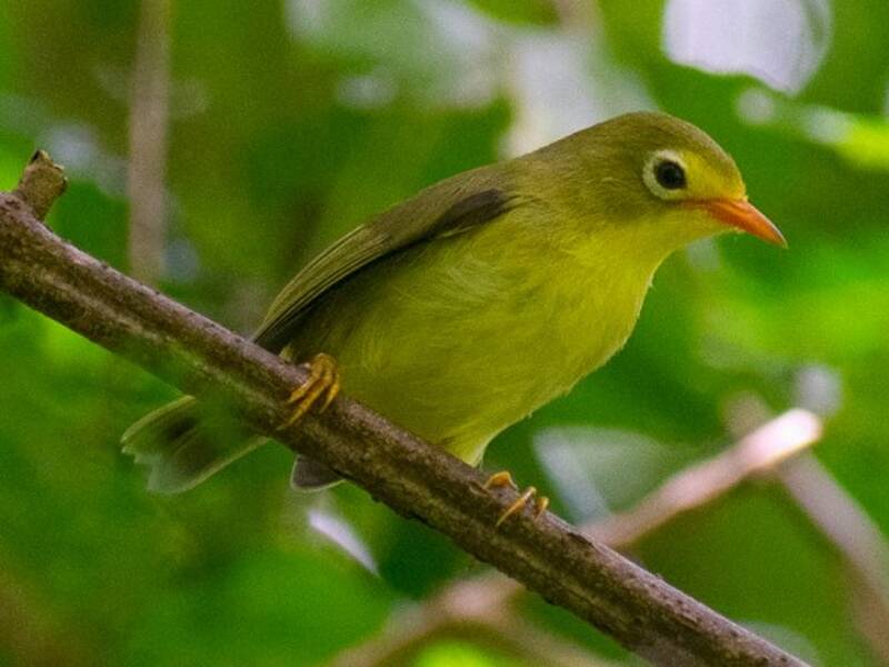 Rota-Brillenvogel