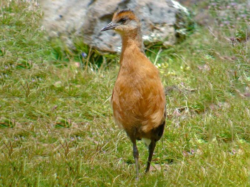 Rouget's Rail