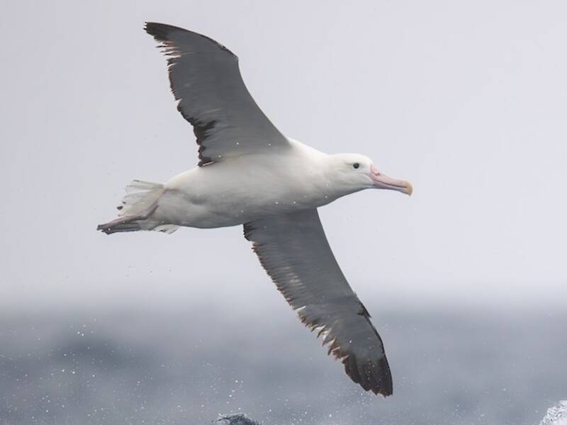 Southern Royal Albatross (Diomedea epomophora)