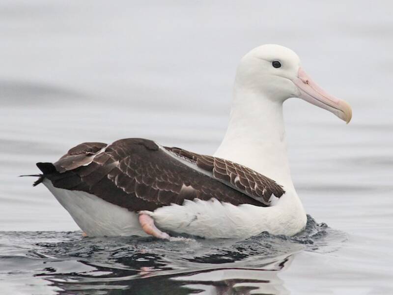 Albatro reale settentrionale, Foto 3