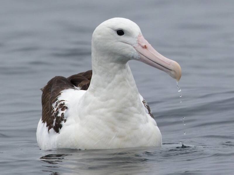 Albatro reale settentrionale, Foto 4