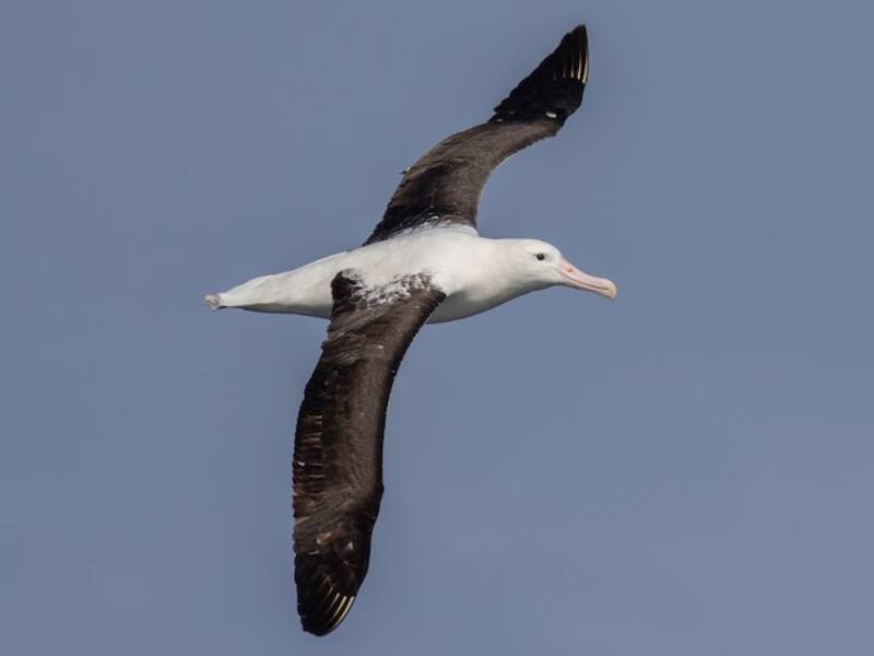 Northern Royal Albatross (Diomedea sanfordi)