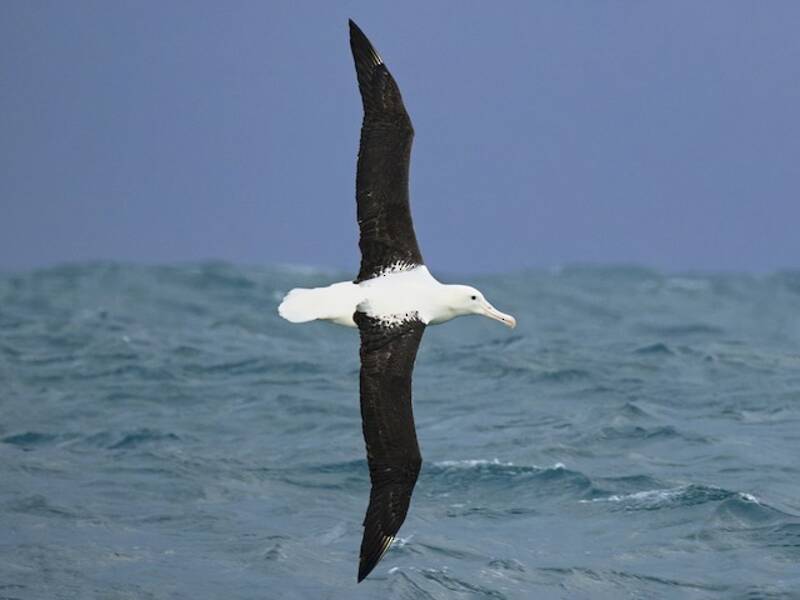 Albatro reale settentrionale, Foto 2
