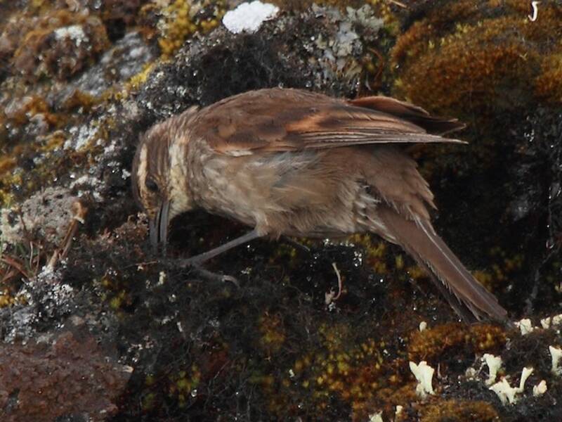 Königscinclodes, Fotos 3