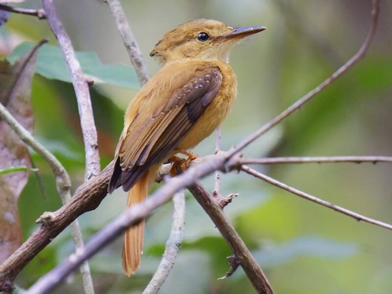 Tropical Royal Flycatcher, 照片 2