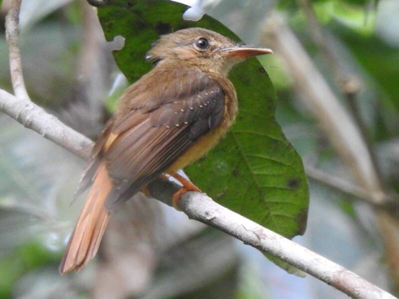 Tropical Royal Flycatcher (Onychorhynchus coronatus)