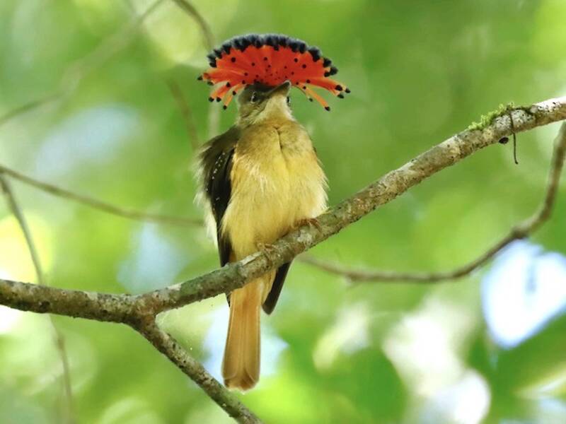 Tropical Royal Flycatcher, 照片 3