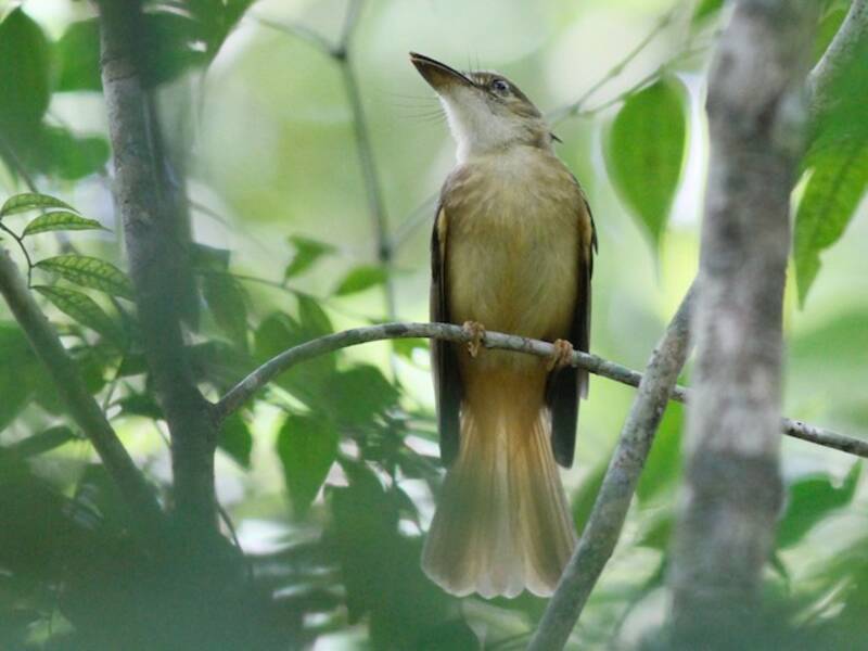 Tropical Royal Flycatcher, 照片 4