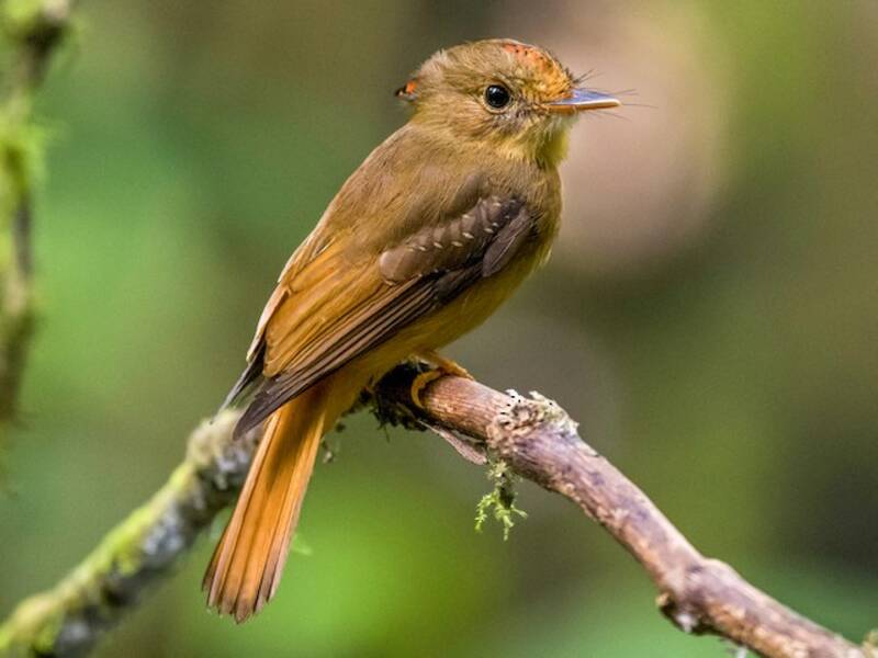 Brasilianischer Königstyrann, Fotos 3