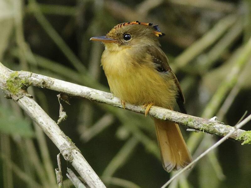 Atlantic Royal Flycatcher (Onychorhynchus swainsoni)