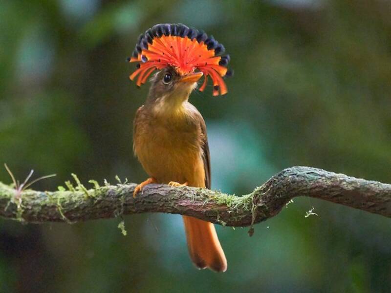Brasilianischer Königstyrann, Fotos 4