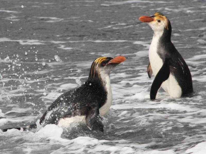 Royal Penguin, Photos 4