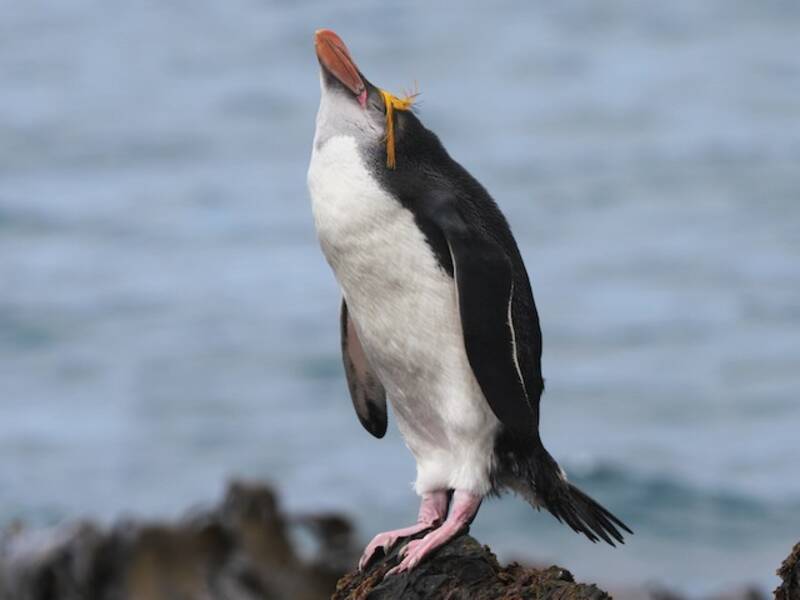 Royal Penguin, Photos 3