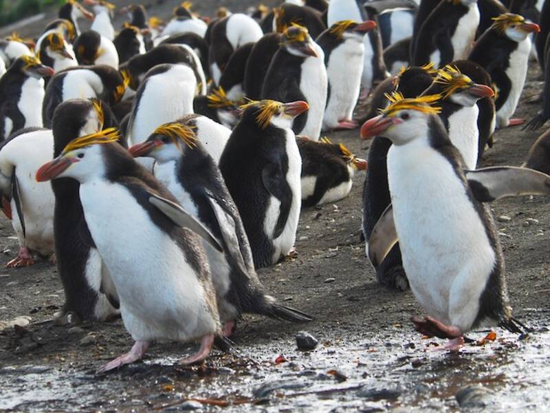 Royal Penguin, Photos 2