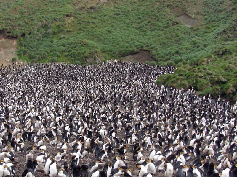Pinguino reale