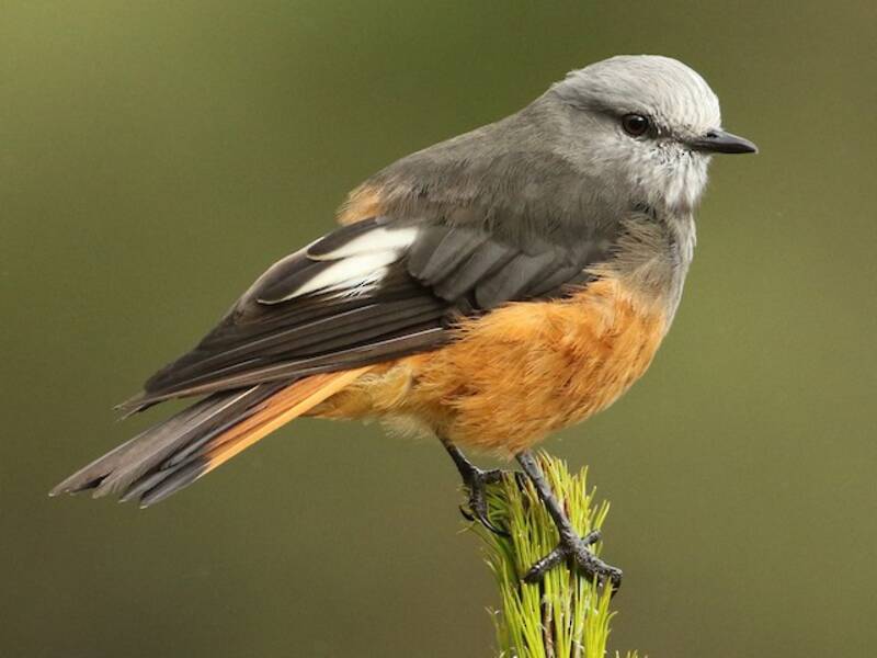 Red-rumped Bush-Tyrant, 照片 3