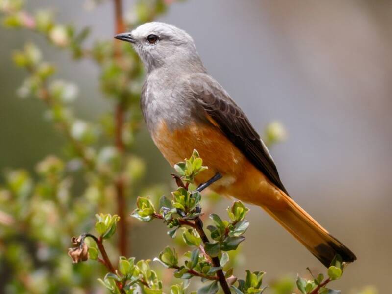 Red-rumped Bush-Tyrant, 照片 2