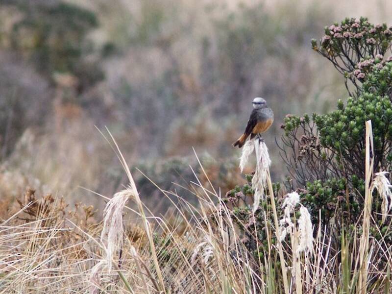 Red-rumped Bush-Tyrant, 照片 4