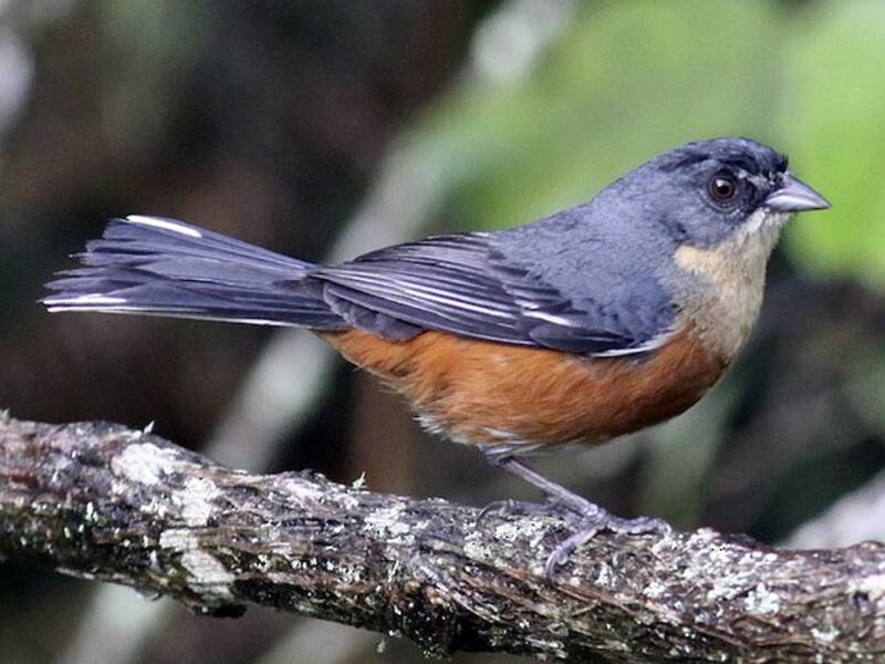 Pepitero de Garganta Anteada, Fotos 4