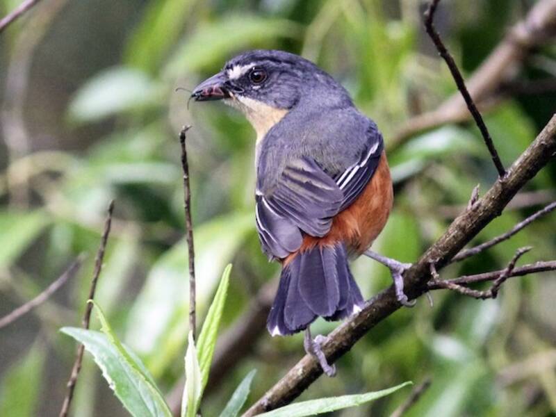 Buff-throated Warbling Finch