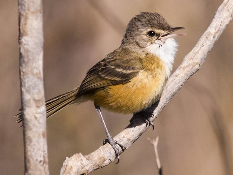 Rufous-sided Scrub-Tyrant, 照片 2