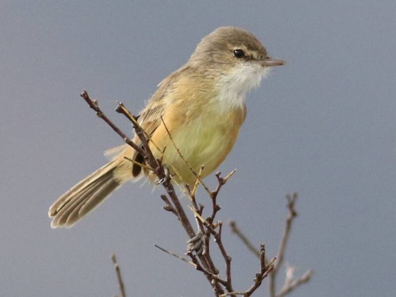 Rufous-sided Scrub-Tyrant, 照片 3